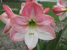 Amaryllis apple blossom for sale  Claxton
