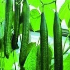 Cucumber mini plug for sale  SWANLEY