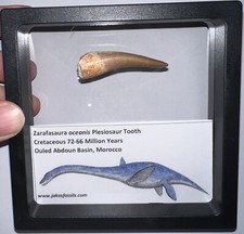 Framed dinosaur era for sale  Wimauma