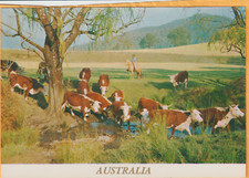 Mustering cattle australia d'occasion  Expédié en Belgium