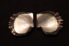Tropical pearl oyster for sale  HARLOW