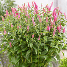 Veronica first love for sale  UK
