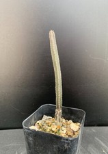 Peniocereus greggii queen for sale  Marana