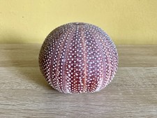 Large purple sea for sale  MANCHESTER