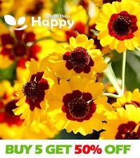 Coreopsis golden crown for sale  DONCASTER