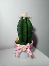 Cactus pannolenci piante usato  Girifalco