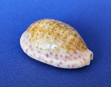 Cypraea chinensis variolaria d'occasion  Nice-