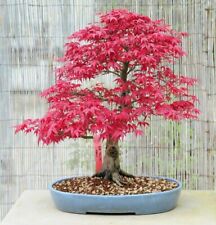 Japanese red maple for sale  BATLEY