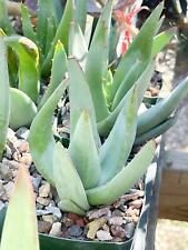 Aloe falcata rare for sale  Murrieta