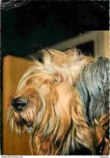 Animals dogs flanders d'occasion  Expédié en Belgium