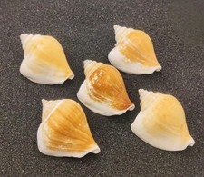 Tulip conch shells for sale  REDRUTH