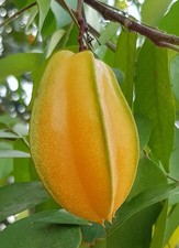 Starfruit tree live for sale  Bartow