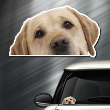 Labrador retriever dog for sale  Palm Beach Gardens