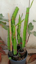 Piante talee radicate usato  Mazara del Vallo