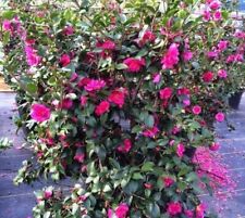 Alabama beauty camellia for sale  Pelzer