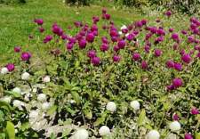 Semi gomphrena gonfrena usato  Trappeto