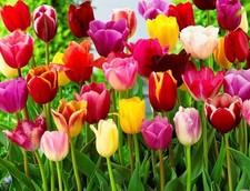 Usado, Lâmpadas de tulipa exóticas: cores misturadas / mergulho da sorte: US$ 63,99 para 6 lâmpadas frete grátis comprar usado  Enviando para Brazil