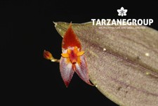 Lepanthes antilocapra small for sale  Miami
