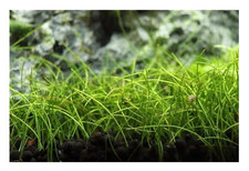 30x eleocharis acicularis gebraucht kaufen  Pfullingen