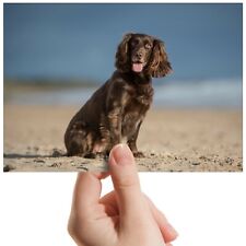 Cocker spaniel puppy for sale  SELBY