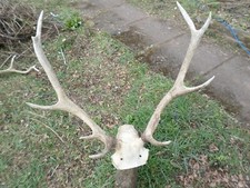 Scottish red deer for sale  AUCHTERARDER