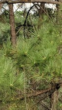 Loblolly pine per for sale  Samson