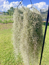 air plant collection for sale air plant collection for sale Winter Haven