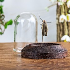 Firefly lightening bug for sale  Chattanooga