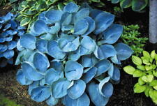 Hosta love pat for sale  BALLYMENA