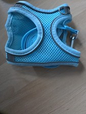 Hunde welpen geschirr gebraucht kaufen  Schwetzingen