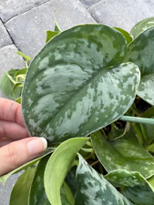 Scindapsus silver satin for sale  Kissimmee