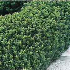 Euonymus jap. green for sale  UK