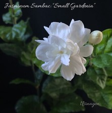 Arabian jasmine live for sale  USA
