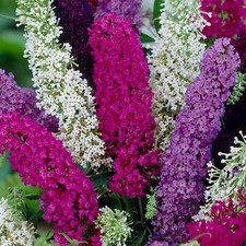 Buddleia tricolour healthy for sale  UK
