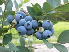 Blueray northern highbush for sale  Willow Spring