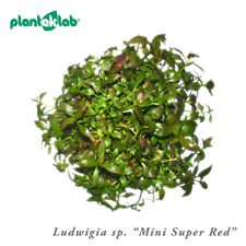 Live Aquarium Plants, In Vitro | Fish and Shrimp Safe | Carpeting | UK Grown for sale  CAERPHILLY