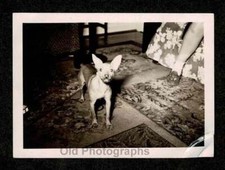 Pic flash cagnolino usato  Spedire a Italy