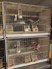 gabbie gabbia usato gabbie gabbia usato  Cameri