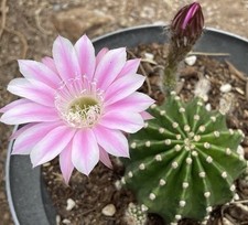 Flowering potted easter for sale  Tucson