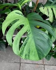 80001834 monstera adansonii gebraucht kaufen  Reutlingen