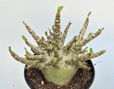 Schöne adenium baobab gebraucht kaufen  Obertshausen