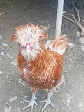 Uova fertili padovane usato  Fivizzano