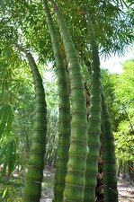 Buddha belly bamboo for sale  Ravensdale