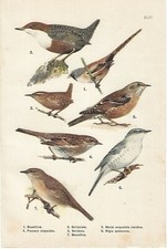 Stampa antica uccelli usato  Lecco