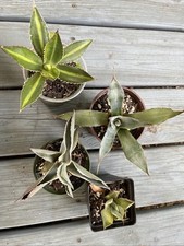 small agave for sale small agave for sale Kissimmee