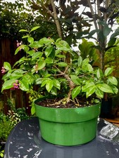Bonsai mount serissa for sale  Bonita Springs