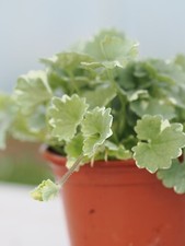 9cm glechoma hederacea for sale  CARMARTHEN