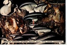 Pleurotus ostreatus fungo usato  San Teodoro