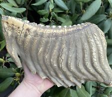 Permafrost mammutzahn sibirien gebraucht kaufen  Bonn