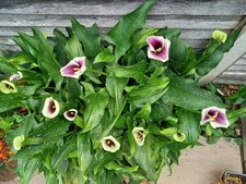 zantedeschia for sale zantedeschia for sale FELTHAM